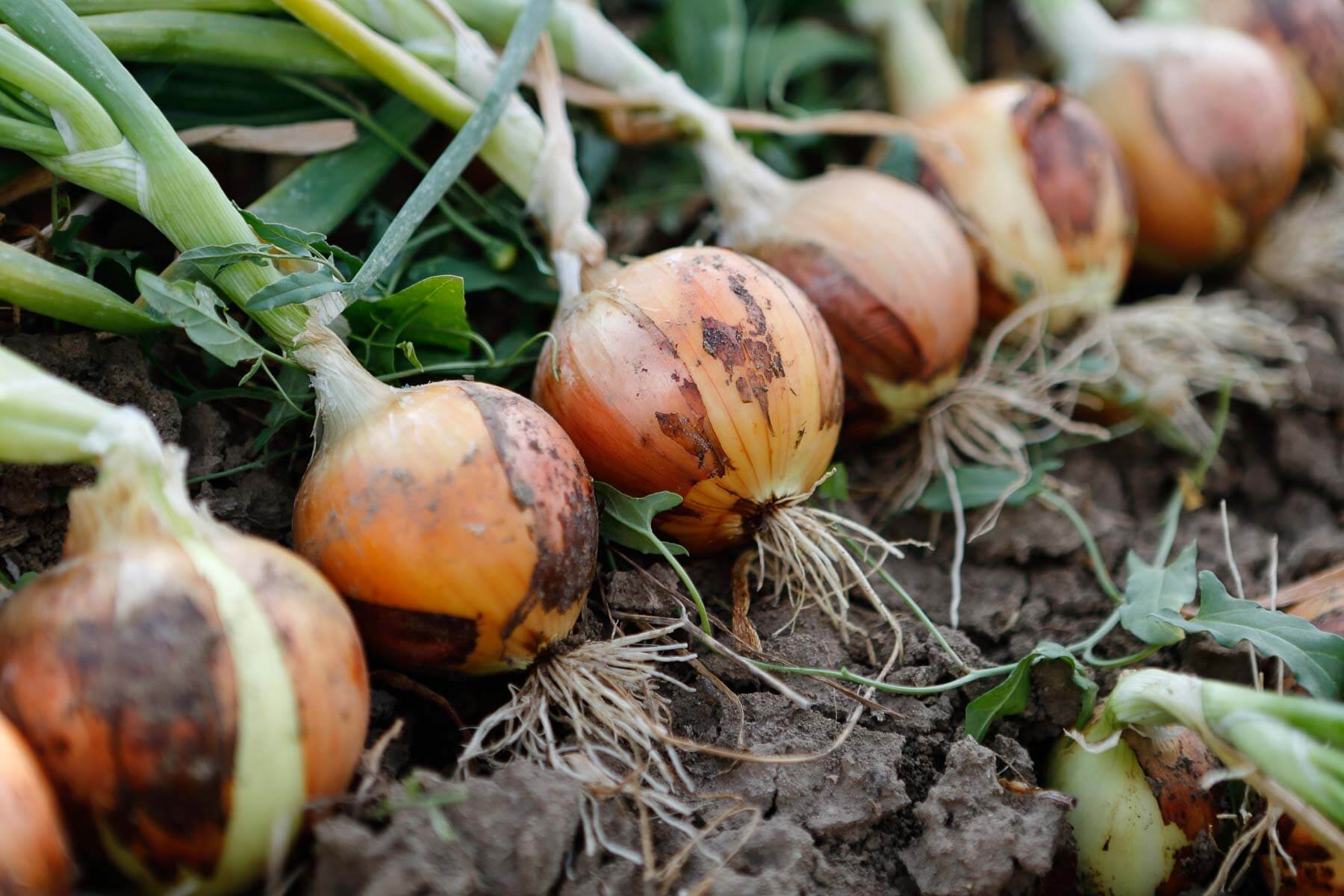 Onion Good Agricultural Practices